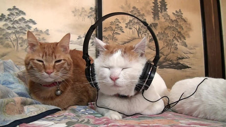 cat with headphones