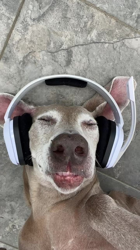 dog headphones